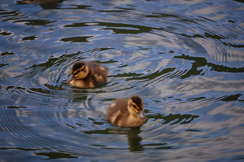 ducklings , ducks, waterfowl, wildlife HD wallpaper