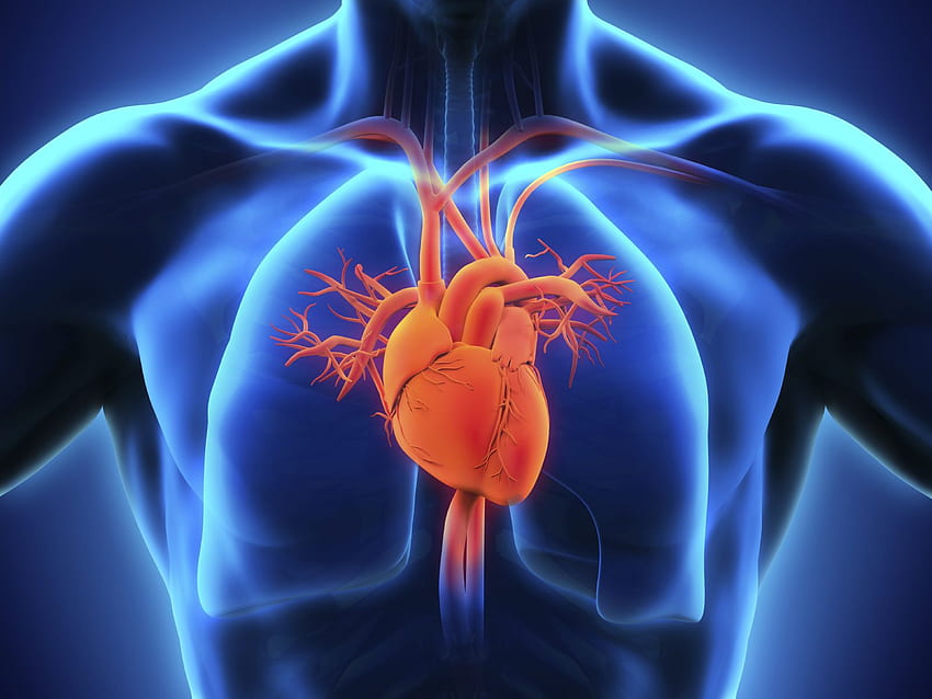 Cardiovascular System, Circulatory System HD wallpaper