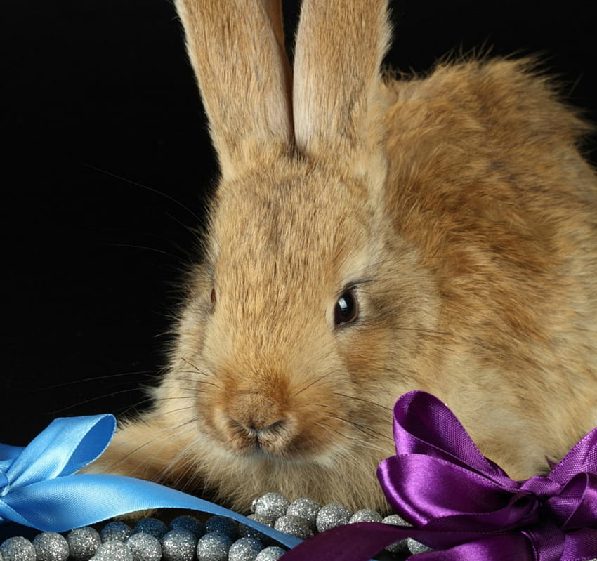 Bunny, blue, animal, black, cute, purple, easter, bow, rabbit HD wallpaper