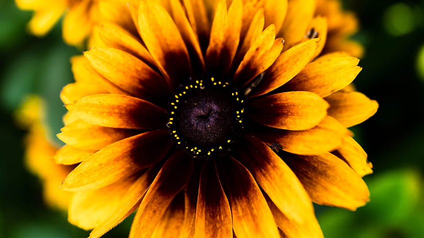 노란색 Rudbeckia 꽃 꽃잎 어두운 배경 꽃의 근접 촬영 보기 HD 월페이퍼
