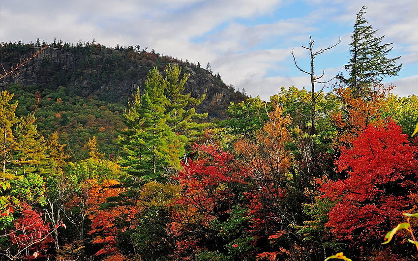 Landschaft, Natur, Bäume, Himmel, Herbst HD-Hintergrundbild