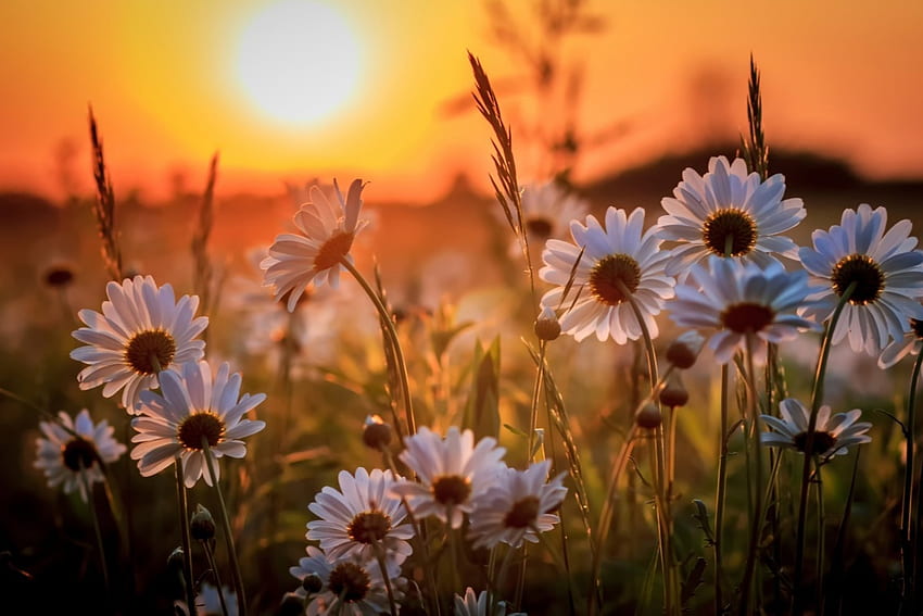 Marguerites sur Sun Shine, rayon de soleil, fleurs, printemps, marguerites Fond d'écran HD
