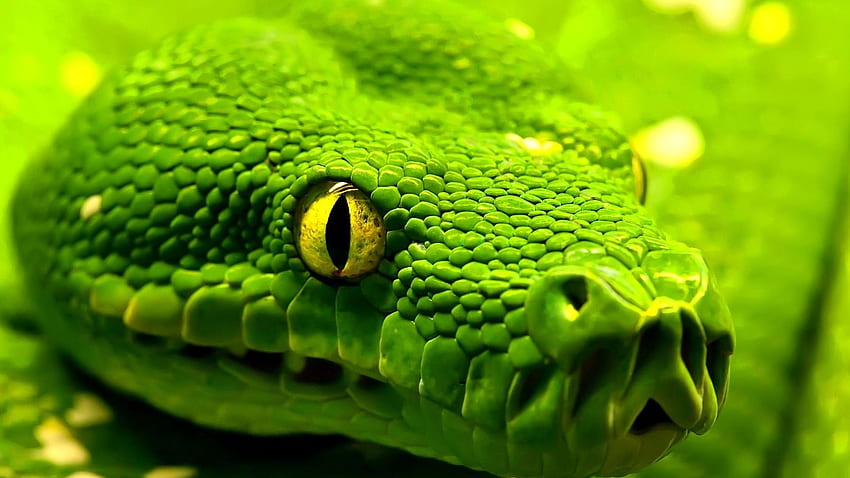 python snake background python snake red eye 1545 - Big Snake HD wallpaper
