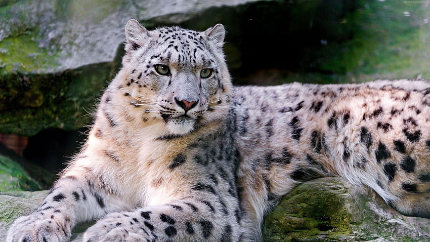 Snow leopard, wild, nature, eyes, Animals, Wild Animals in Snow HD wallpaper