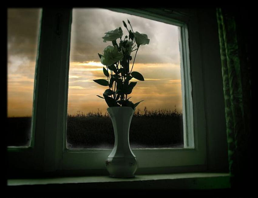 La fine di ottobre, bianco, rose, finestra, vaso, autunno, bellissimi fiori Sfondo HD