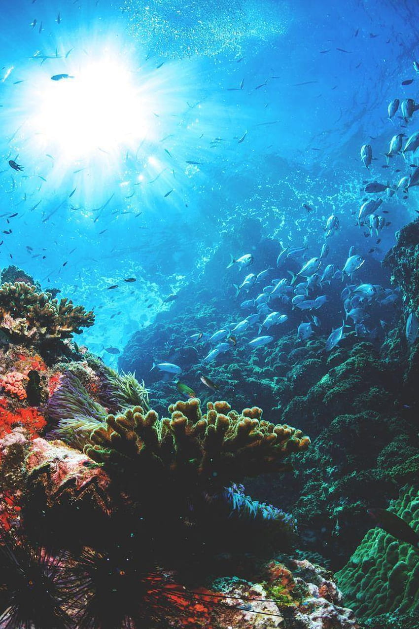 Sous la mer, sous l'océan Fond d'écran de téléphone HD