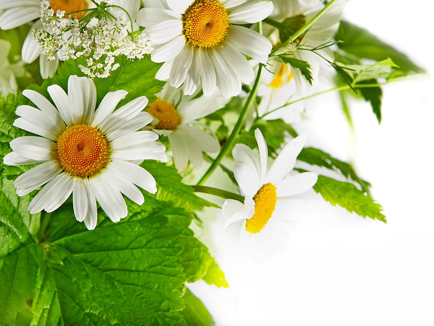 Białe stokrotki, natura, stokrotka, płatek, kwiat Tapeta HD