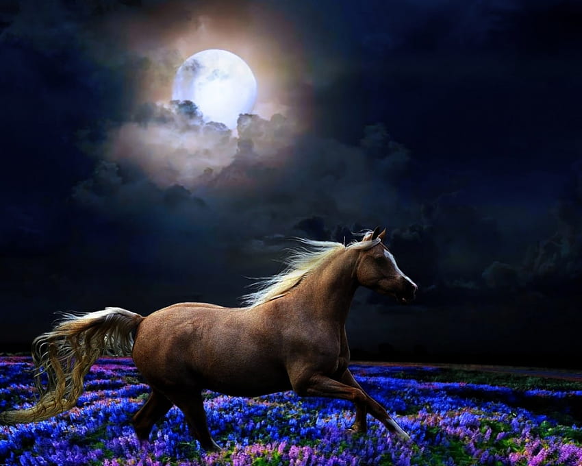 Samotny galop w świetle księżyca..., noc, galop, koń, cień, sam, ciemność, konie, brąz, światło księżyca, księżyc, czas, chmury, kwiaty Tapeta HD