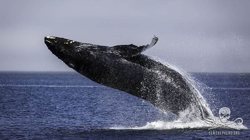 Para las ballenas: Sea Shepherd sobre la solicitud de la tribu Makah de cazar ballenas – Sea Shepherd Conservation Society fondo de pantalla