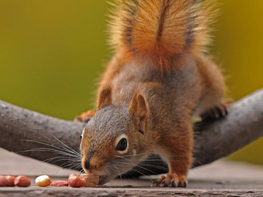 Staubsauger, Nüsse, Gliedmaßen, Eichhörnchen, Baum HD-Hintergrundbild