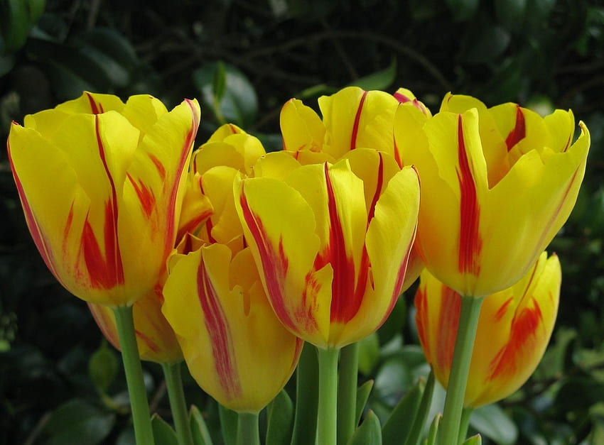 Fleurs, Tulipes, Gros Plan, Bicolor Fond d'écran HD