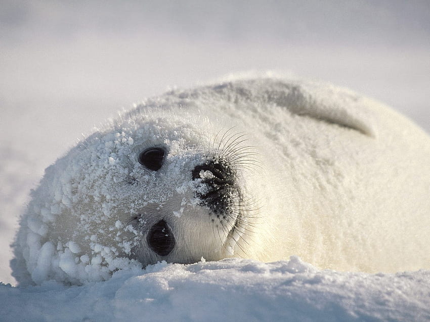 Animals, Snow, Seals HD wallpaper