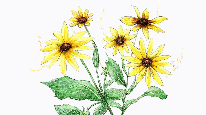 Simple Sunflowers, art, firefox persona, floral, spring, artistic, summer, sunflowers, yellow, flora HD wallpaper