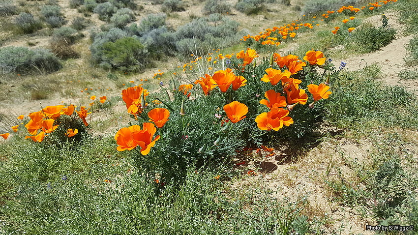 It's Poppy Time!, Lancaster, Mak, pole, przyroda, kwiaty, Kalifornia Tapeta HD