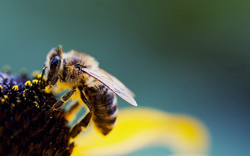flor, macro, abeja, alas, polen, polinización fondo de pantalla