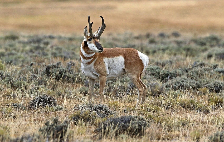 horns, mammal, antelope, pronghorn for HD wallpaper