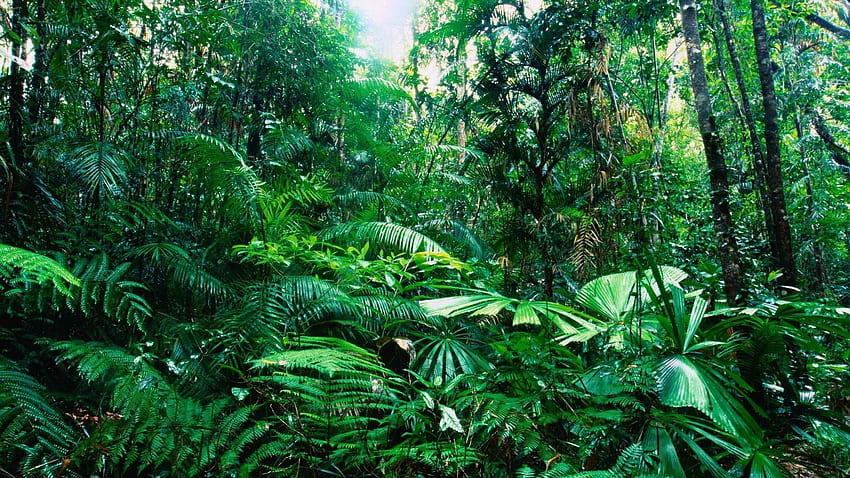 Tropical Rainstorm, Tropical Jungle HD wallpaper