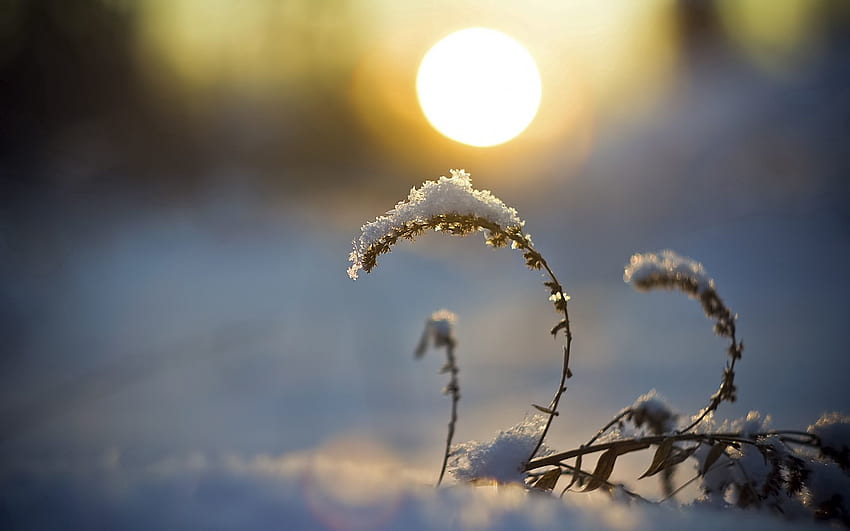 Natura, tramonto, sole, neve, disco, filo d'erba, lama Sfondo HD