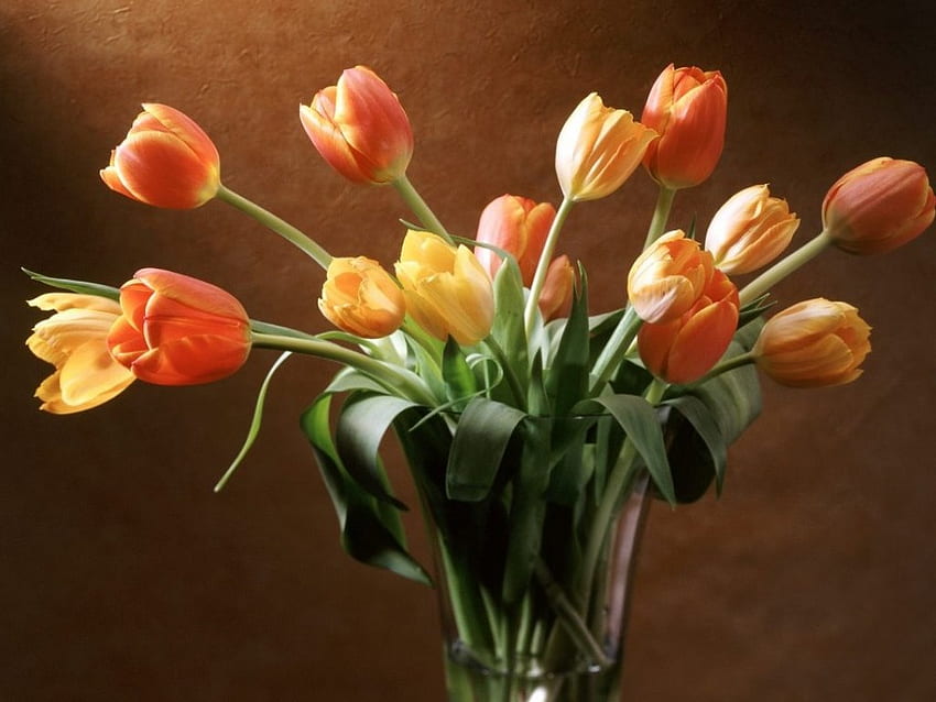 Tulipes abricot doux, vase, bouquet, fleurs Fond d'écran HD