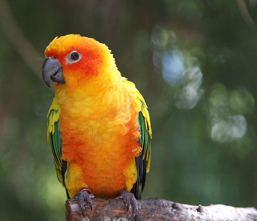 Sun Conure Parrot (Aratinga solstitialis). Parrot , Conure parrots, Parrot HD wallpaper