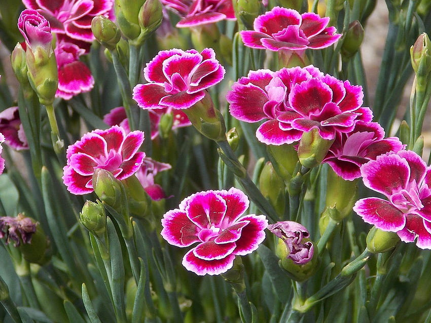 Carnation Flower Dianthus pink kisses For PC Tablet And Mobile HD ...