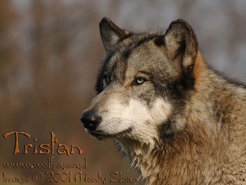 PIĘKNY SZARY WILK, piękne szare wilki, wilki, dzika przyroda, zwierzęta, tristan, natura, szary wilk, dzikie wilki Tapeta HD