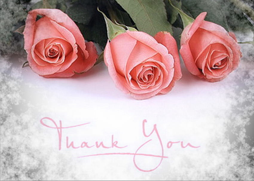 Thank you Barb, thank you, pink, roses, three HD wallpaper