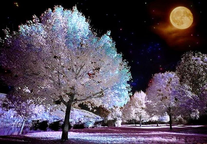 달빛, 밤, 보름달, 노을, 나무, 색상, 공원 HD 월페이퍼