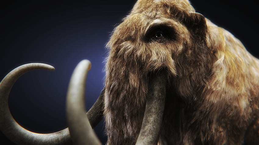 Mammoth, head, ancient, animal, tusk HD wallpaper