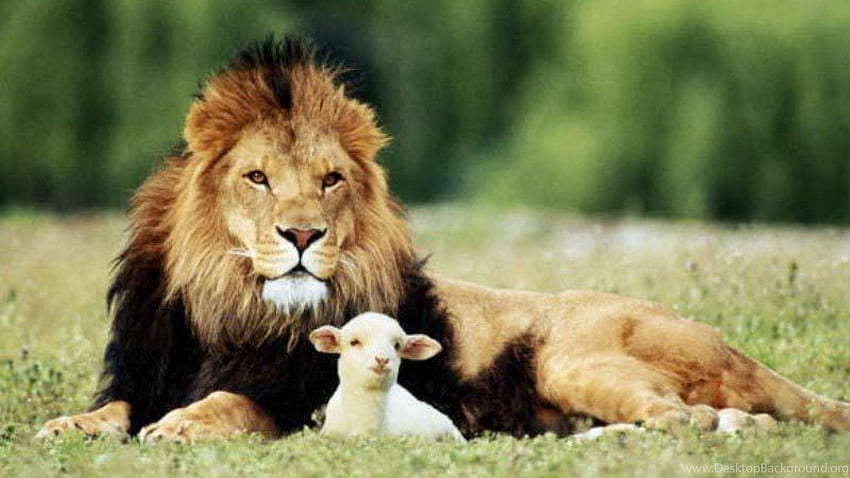Lion And Lamb Picture Background Images HD Pictures and Wallpaper For Free  Download  Pngtree