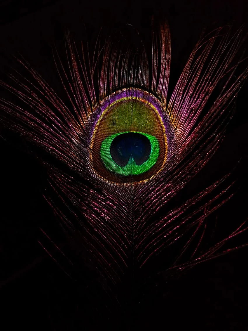 Mor Pankh Peacock Feather HD wallpaper | Pxfuel