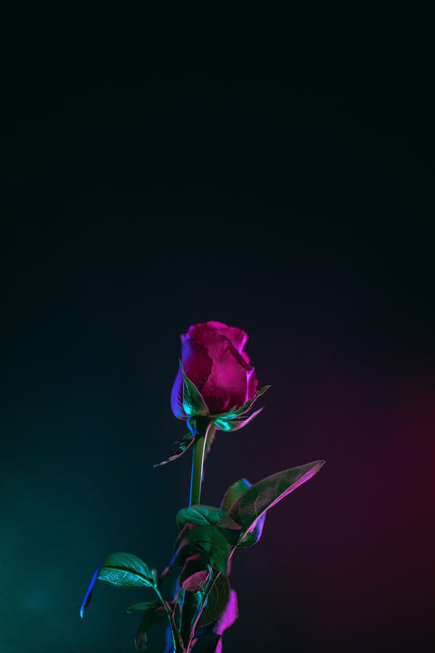 kwiaty, liście, kwiat róży, róża, pączek, ciemne tło, łodyga, łodyga Tapeta na telefon HD