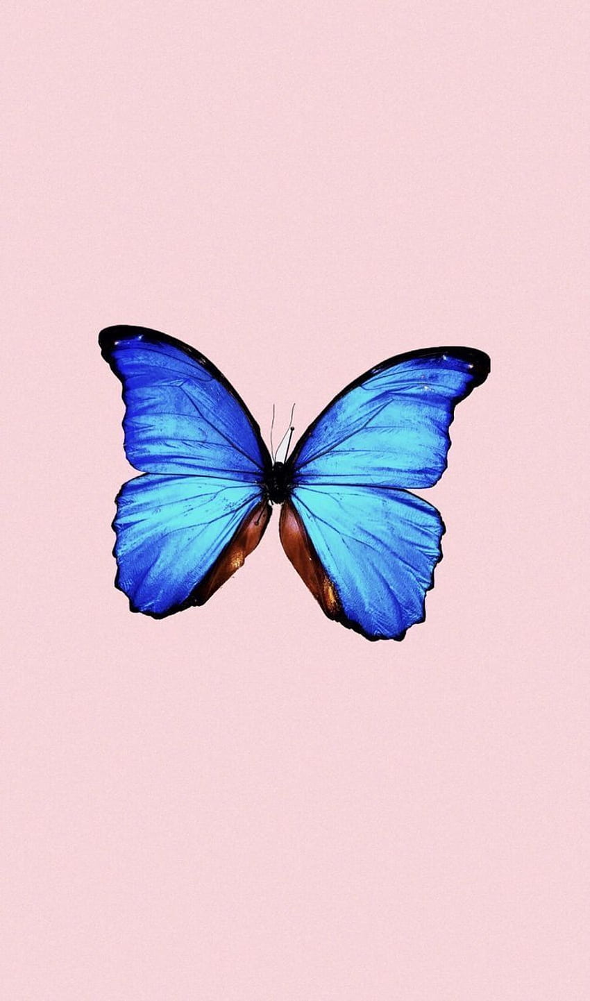 Schmetterling Trippy, psychedelischer Schmetterling HD-Handy-Hintergrundbild