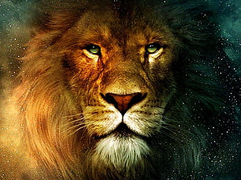 Lion Wallpapers Free HD Download 500 HQ  Unsplash