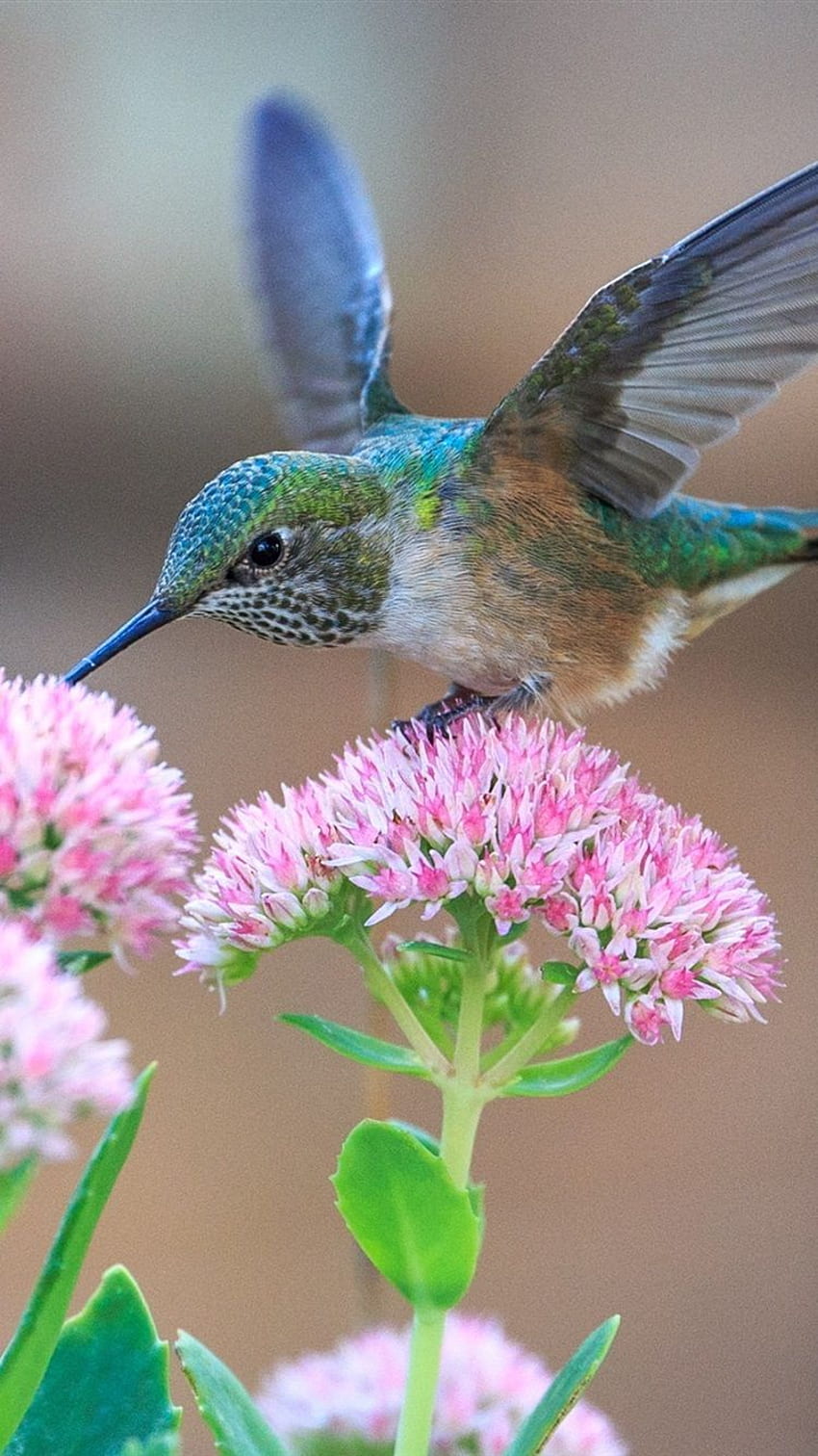 Hummingbirds And Pink Flowers IPhone 8 7 6 6S, Cute Hummingbird HD phone wallpaper