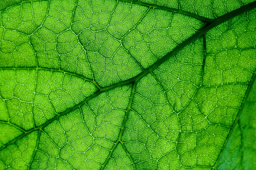 Veins, close up, green leaf HD wallpaper