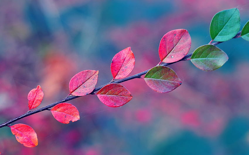 feuilles d'automne, branche, feuilles, vert, toiles, rouge, automne, automne, toiles d'araignées Fond d'écran HD