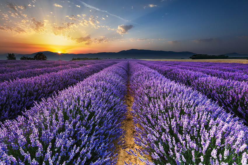 Nature, Flowers, Horizon, Field, Lavender HD wallpaper