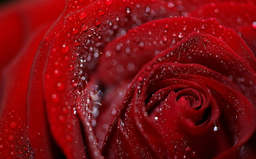 หยด ดอกไม้ มาโคร ดอกกุหลาบ กุหลาบ กลีบดอก เปียก น้ำค้าง ชื้น วอลล์เปเปอร์ HD