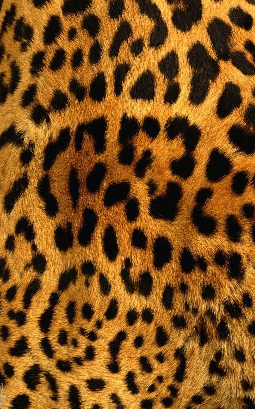 iPhone com pele de tigre, padrão de tigre Papel de parede de celular HD