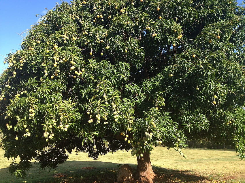 drzewo mango mango fajne pakistańskie mango piękne mango mango 765 - Mango Tapeta HD