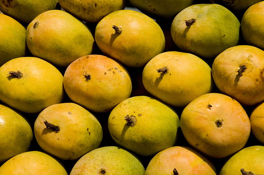 Mango . Mango, Mangosaft und verschiedene Mangos, Mangobaum HD-Hintergrundbild