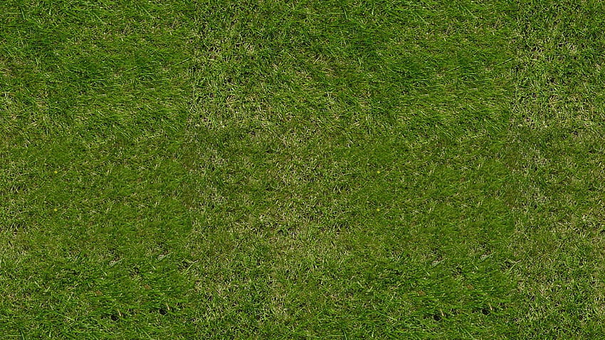 หญ้าสีเขียวเท็กซ์เจอร์ราชวงศ์ วอลล์เปเปอร์ HD