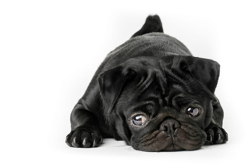 Puppy, dog, animal, white, black, eyes, cute, pug, paw, caine HD wallpaper