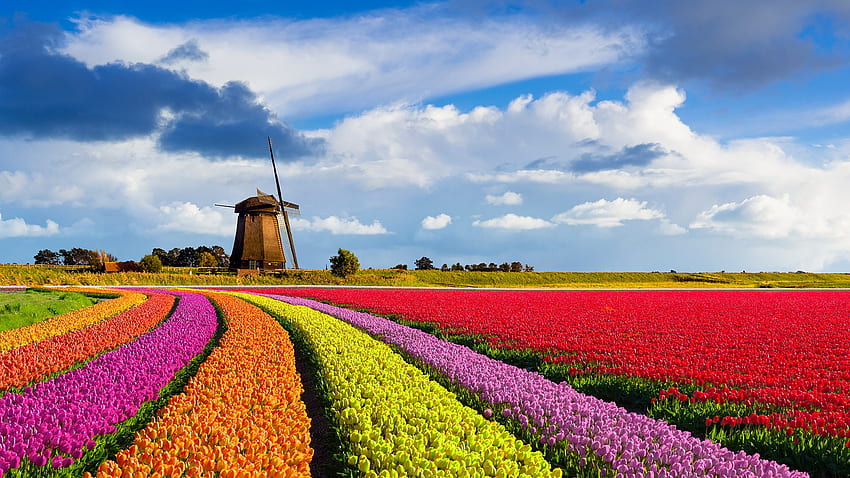 Campos de tulipas curvas coloridas na frente de um moinho de vento tradicional holandês sob um belo céu nublado, Holanda. Destaques do Windows 10 papel de parede HD