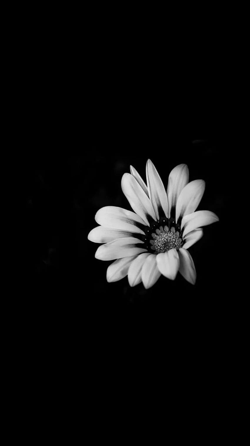 Черно и бяло. Черен фон, Черни цветя, Сладко черно, Черни и бели рози iPhone HD тапет за телефон
