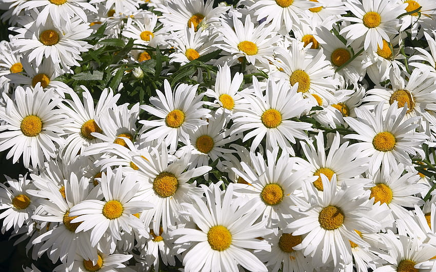 Pflanzen, Blumen, Kamille HD-Hintergrundbild