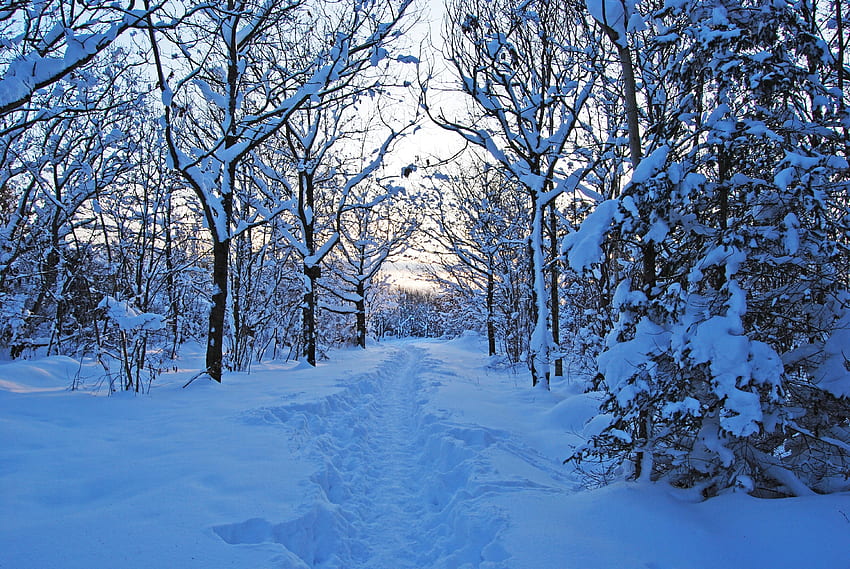 Winter, Natur, Schnee, Morgen, Verwehungen, Jungwuchs, Teenager, Schweden HD-Hintergrundbild