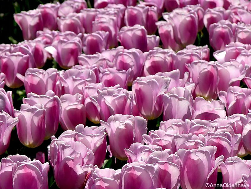 Purple Tulips, purple, tulips, field, flower HD wallpaper