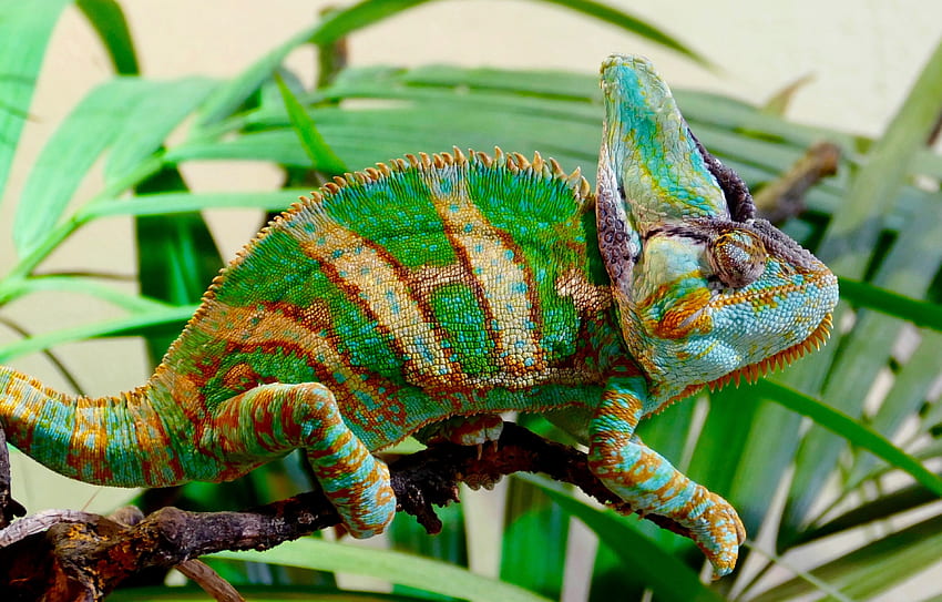 Animals, Color, Reptile, Chameleon HD wallpaper
